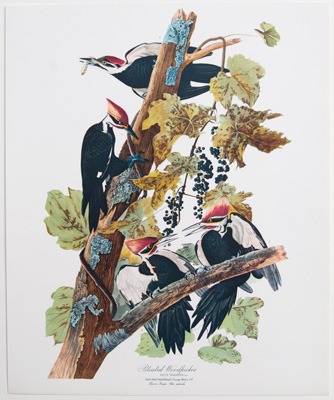 Pileated Woodpecker